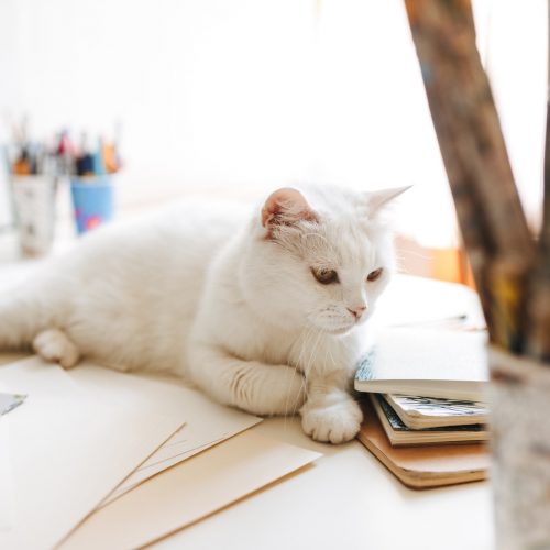 Beautiful domestic white cat laying on desk at home