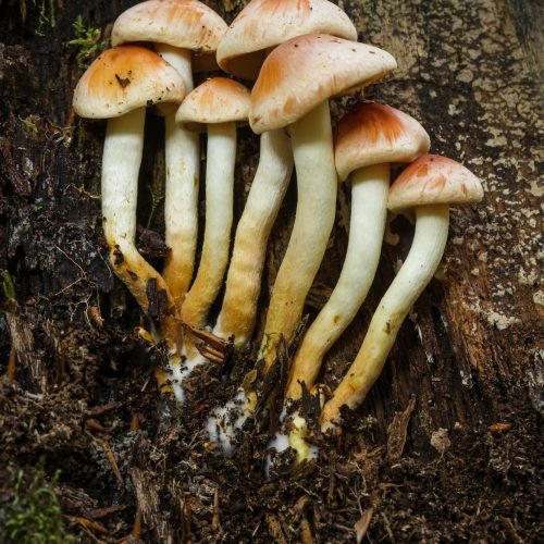 Sulphur Tuft fungus